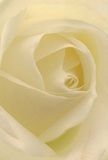 This image beckons you into the tender centre of a cream-white rose, as though you're enveloped in soft petals and Shepherd's Bush morning light. Each delicate, unfurling spiral evokes a sense of gentle wonder-the texture so light and smooth it recalls a whisper, touched with imagined dew from nearby Holland Park gardens. Subtle shadows and luminous tones create depth and quiet drama, echoing the delicate balance between peace and vibrant city life so familiar in Shepherd's Bush. The mood is one of profound calm-a silent comfort akin to a compassionate embrace during a moment of remembrance or the hopeful excitement of new beginnings. As you 'breathe in' the soft, understated fragrance, the spirit of local artistry is almost tangible, with every detail radiating care and devotion crafted for neighbours and friends. This rose stands as a pure symbol of reverence, ideal for expressing sympathy, love, or admiration in a heartfelt gesture drawn from the heart of Shepherd's Bush.